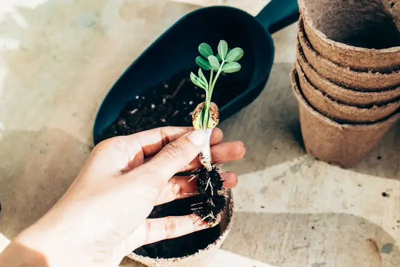 From above crop anonymous gardener showing young plant sprout before planting in temporary paper pot
